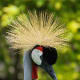 5-birds-with-some-fun-headgear