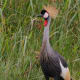 5-birds-with-some-fun-headgear