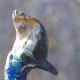 5-birds-with-some-fun-headgear
