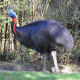 5-birds-with-some-fun-headgear