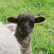 Lamb Brad playing Peek-A-Booh