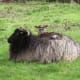 Lamb Rochelle found the perfect place to rest