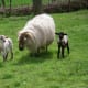 Ewe BossyPants with Psyche and Ping