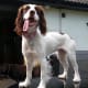 Sparrow, a working cocker spaniel, became ill with intussusception of the bowel in July 2015