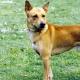 Canaan Dog