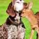 Harrier Hound