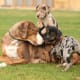 11-healthiest-medium-and-large-dogs