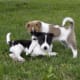 11-healthiest-medium-and-large-dogs