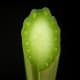 Cross Section Of The Horseradish Petiole (Leaf Stalk)
