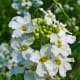 Horse radish Inflorescence
