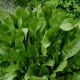 The Horseradish Plant With Large Leaves