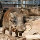 Common Warthog