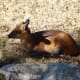 Red-flanked Duiker