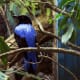 Fairy bluebird