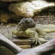 Reptile
