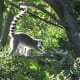 Ring Tailed Lemur