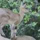 Klipspringer