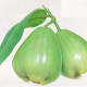 jambu-water-apple-bell-fruit-nutrition-and-health-benefits