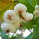 jambu-water-apple-bell-fruit-nutrition-and-health-benefits