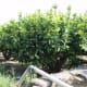 Wax Apple Tree