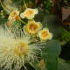 Wax Apple Flower