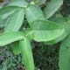 Leaves Of The Wax Apple Tree