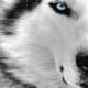 do-you-believe-werewolfs-are-real-or-a-legend-of-the-times
