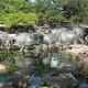 Before leaving Dallas, we stopped by the Cattle Drive Sculptures and enjoyed watching the ducks swim by the cattle.