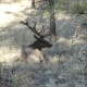 the excitement of getting to spy lots of elk!