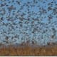 A swarm of locusts in Australia