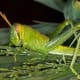 The shy green locust or grasshopper