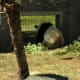 A panda March 2019