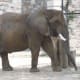 An elephant