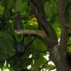 A bird in a tree at Amazonia, March 2019.