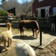 The Kid's Farm, March 2019.