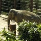 An elephant in the Elephant Trail, March 2019.