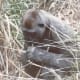 A "silver back" gorilla