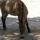 A horse at the Kid's Farm, July 2008.