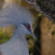 A closeup of a bird, July 2008