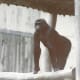 A gorilla