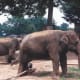 The elephant exhibit, 1996.