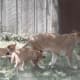 A lioness and her cubs.