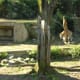 A tiger roaming its exhibit, March 2019.