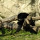 A bear at the Northd American exhibit, March 2019.