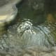 A gharial at the reptile house, March 2019.