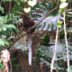 A bird at the Amazonia exhibit, July 2008.