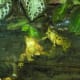 tree frogs, March 2019