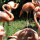 Flamingos at an outdooer exhibit, July 2008