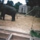The elephant exhibit before renovation.