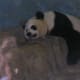 A Panda at the National Zoo, July 2008.